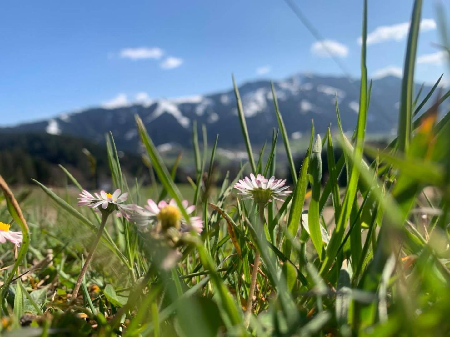 Appartement Alpenhof Wildschoenau Niederau Exterior foto